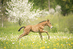 Austrian warmblood foal