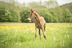 Austrian warmblood foal