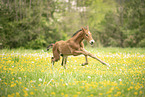 Austrian warmblood foal