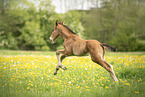 Austrian warmblood foal