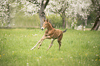 Austrian warmblood foal