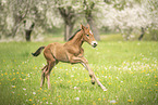 Austrian warmblood foal