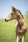 Austrian warmblood foal