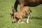 Austrian warmblood foal