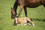 Austrian warmblood foal