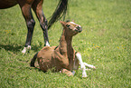 Austrian warmblood foal