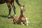 Austrian warmblood foal