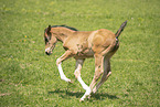 Austrian warmblood foal