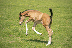 Austrian warmblood foal