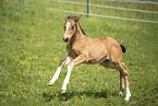 Austrian warmblood foal