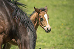 Austrian warmblood foal