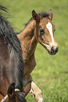 Austrian warmblood foal