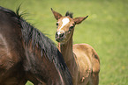 Austrian warmblood foal