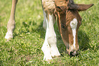 Austrian warmblood foal