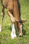 Austrian warmblood foal