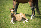 Austrian warmblood foal