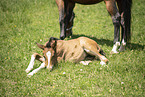 Austrian warmblood foal