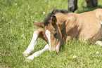 Austrian warmblood foal