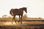 walking Austrian warmblood