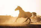 galloping Austrian warmblood