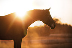 Austrian warmblood portrait