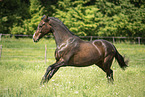 Austrian warmblood in the meadow