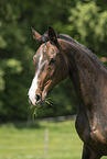 Austrian warmblood in the meadow