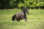 Austrian warmblood in the meadow