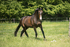 Austrian warmblood in the meadow