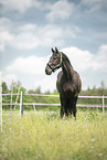 Austrian warmblood in the meadow