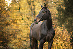 Austrian warmblood mare