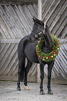 Austrian warmblood