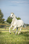 Austrian warmblood gelding