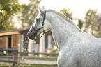 Austrian warmblood gelding