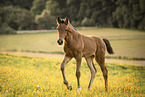 Austrian warmblood foal