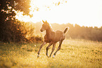 Austrian warmblood foal