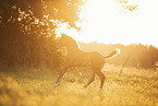 Austrian warmblood foal