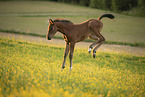 Austrian warmblood foal