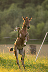 Austrian warmblood foal