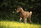 Austrian warmblood foal