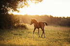 Austrian warmblood foal