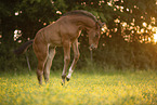 Austrian warmblood foal