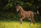 Austrian warmblood foal