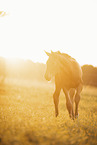 Austrian warmblood foal