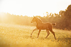 Austrian warmblood foal