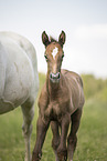 Austrian warmbloods