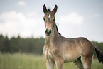 Austrian warmblood foal