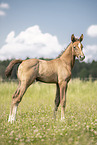 Austrian warmblood foal