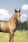 Austrian warmblood foal