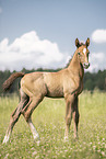 Austrian warmblood foal